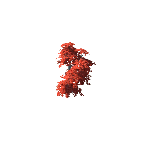 Maple Tree Red Big 02